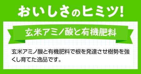 【令和9年発送】【宮崎県産完熟マンゴー】果実の宝石　4L×2玉 【 果物 フルーツ マンゴー 宮崎県産 みやざきマンゴー 先行予約 数量限定 期間限定 】