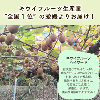 ふるさと納税 松山市 キウイフルーツ ヘイワード 約3kg 産地直送 |  | 02