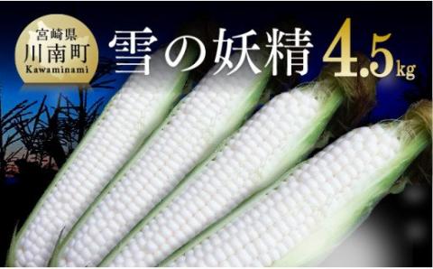 【令和7年発送】宮崎県産とうもろこし　大山さんちのホワイトコーン「雪の妖精」4.5kg 【 スィートコーン 2025年発送 先行受付 宮崎県産 九州産 】[D07102]