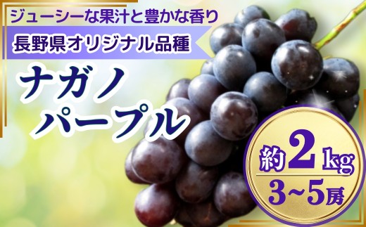【2026年先行予約】ナガノパープル 約2kg(3~5房)｜ ナガノパープル ながのぱーぷる 2kg 2キロ 果物 フルーツ 黒ぶどう 葡萄 ブドウ 種無し 種なし 皮ごと 千曲市 長野 長野県 信州