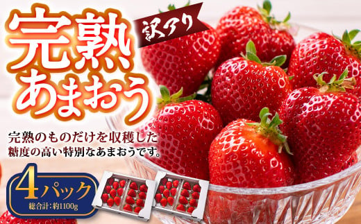 【訳あり】完熟あまおう 約275g×4パック 合計約1.1kg 【2025年1月上旬～3月上旬順次出荷予定】いちご 苺 イチゴ ベリー 果物 フルーツ お取り寄せ デザート おやつ