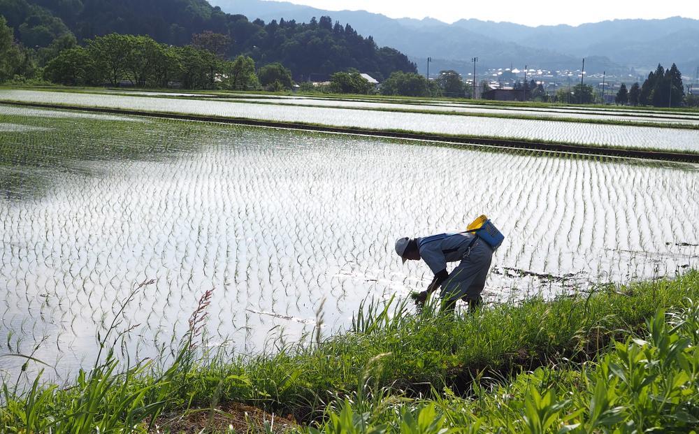 【令和7年産】特別栽培米南魚沼産こしひかり8割減 玄米 5kg 農薬8割削減 有機肥料 調整玄米 精選玄米 特A獲得日本一産地 もっちり甘い 南魚沼産コシヒカリ