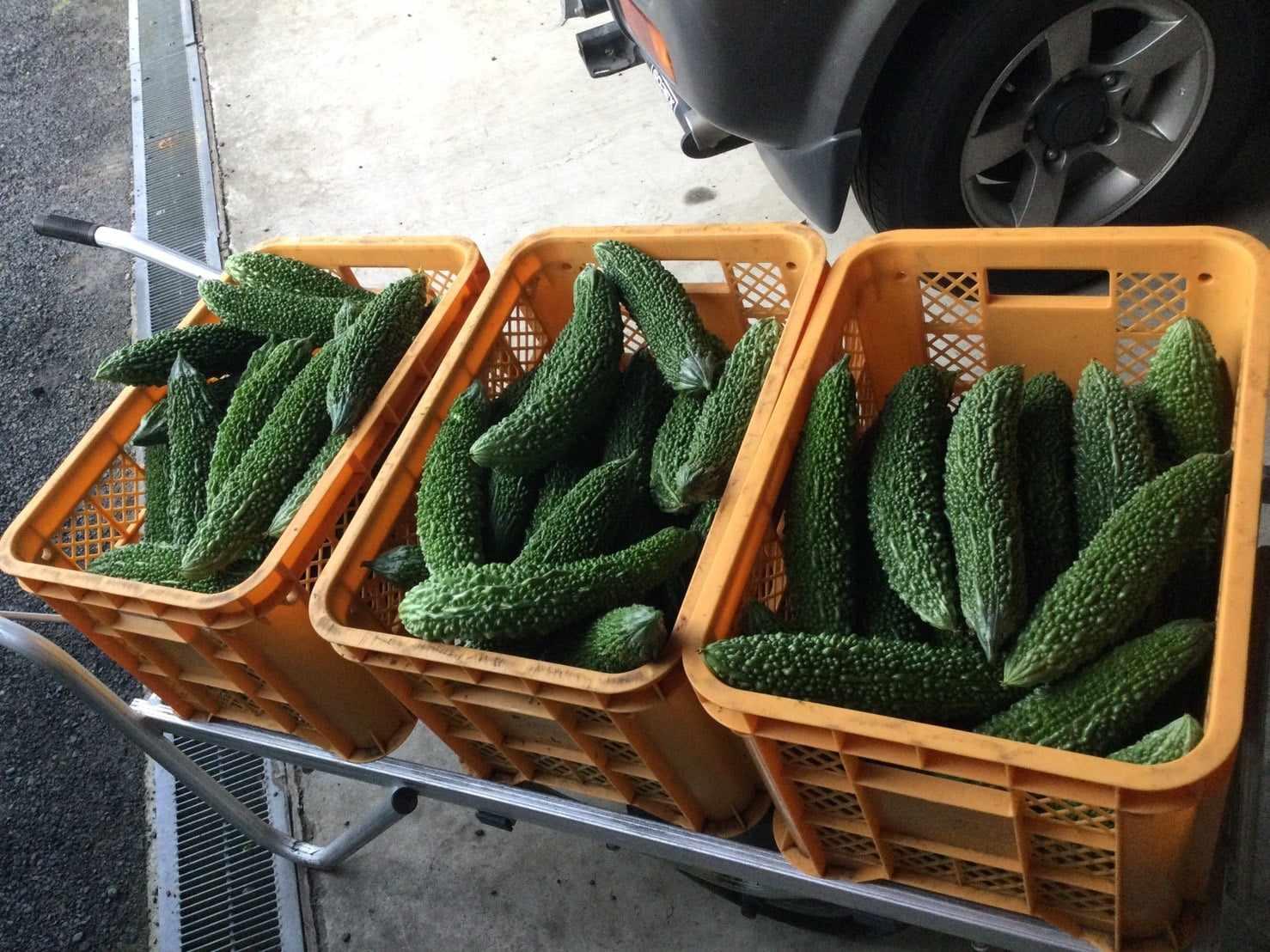 【2026年産】結いの街　新鮮夏野菜野菜！ゴーヤ 2kg |  国産 ゴーヤ 野菜 青果 ごうや 苦瓜 天ぷら 炒め物 ゴーヤチャンプル ゴウヤ 旬 期間限定 夏野菜 鹿児島県 大崎町