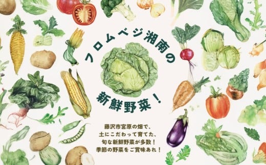 訳あり とうもろこし 計 10本 約 4 ～ 5kg おまかせ 雪の妖精 ミルフィーユ 訳アリ 訳有 朝採り とれたて トウモロコシ 先行予約 2026年6月発送 コーン 新鮮 ジューシー 甘い 美味