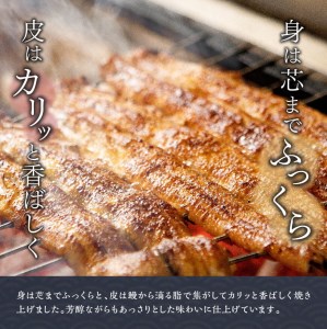 うなぎ 【名店の味！宮崎県産鰻】 ひむか山道うなぎ蒲焼２尾分（260ｇ以上）【 鰻 うなぎ 国産 蒲焼き 】