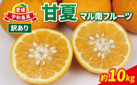 愛媛みかん 訳あり 甘夏 約 10kg マル南フルーツ 先行予約 わけあり 夏みかん 甘夏柑 マーマレード あまなつ 愛媛ミカン 愛媛蜜柑 訳ありみかん 訳あり蜜柑 訳アリ 訳あり品 mikan 果物 くだもの フルーツ 柑橘 みかん 蜜柑 数量限定 産地直送 国産 愛媛 宇和島 B010-106026
