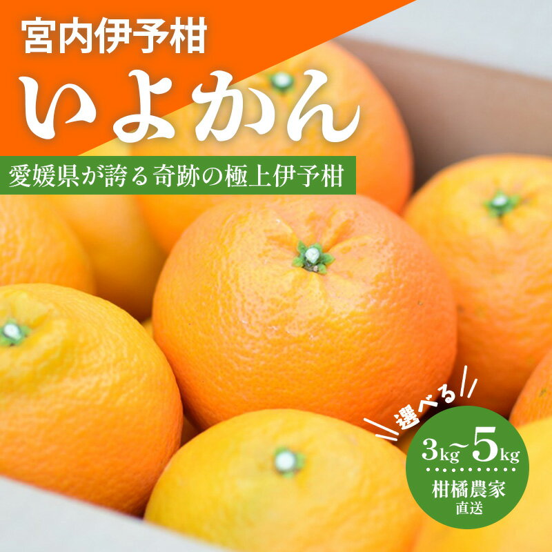 【ふるさと納税】 【先行予約 2026年1月中旬から発送予定】 宮内伊予柑 いよかん 3kgまたは5kg 愛媛 みかん 松山 みかん 農家直送 いよかん 蜜柑 柑橘 果物 くだもの フルーツ お取り寄せ グルメ 期間限定 数量限定 人気 おすすめ 愛媛県 松山市 北条森農園