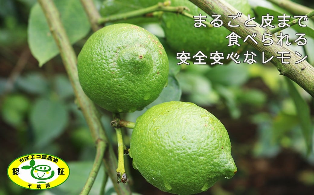 試行錯誤を重ね実った国産レモン。「ちばエコ農産物」にも認証されている“まるごと皮まで食べられる安全安心なレモン”です。
