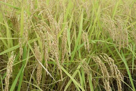 【定期便】新潟県南魚沼市の豊かな自然が育んだ、極上のコシヒカリ　5キロ×6か月