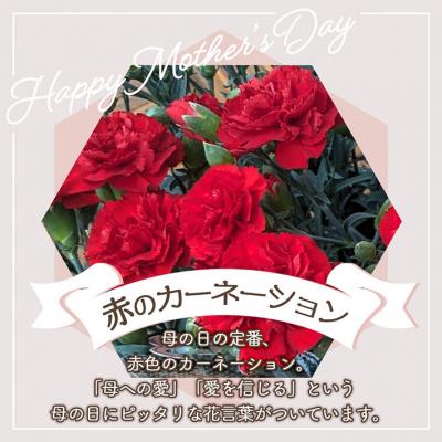 ふるさと納税 庄内町 【R8.5月初旬より順次発送】成澤さんのカーネーション 赤(入金期限:2026.4.30) 母の日 |  | 01