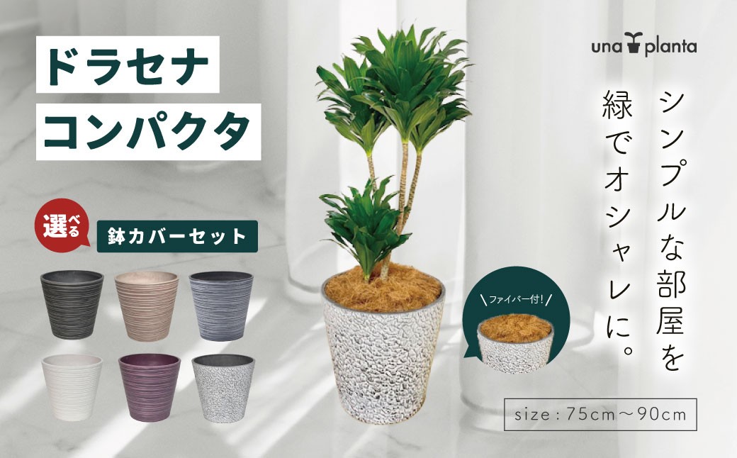 
                  観葉植物 ドラセナコンパクタ8号（約H75cm～90cm）鉢カバーセット / 秦野 神奈川 インテリア オシャレ 室内 南国感 鉢物 常緑低木  美しいフォルム ギフト 育てやすい
                