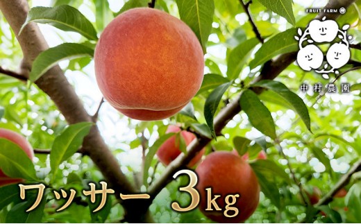 
                  フルーツファーム中村農園　【8月下旬発送 先行予約】ワッサー 3kg |  ワッサー 桃 ネクタリン プラム 大玉  人気 おすすめ 果物 フルーツ 旬 希少品種 贈答用 ギフト 送料無料 長野県 長野市 信州 信濃 ふるさと納税
                