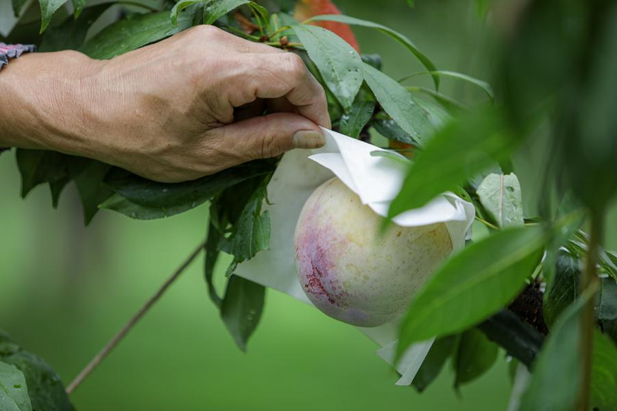品質は贈答用になります