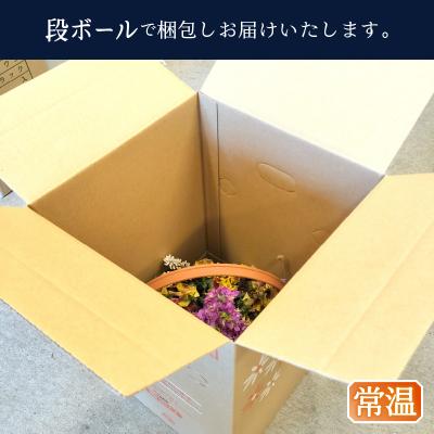 ふるさと納税 焼津市 季節のおまかせ寄せ植えバスケット(a10-1174) |  | 03