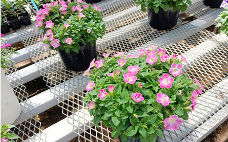 【4月末より順次発送】 サフィニア 小梅ちゃん 鉢花　/ 瑞浪市 中山園芸 花 お花 お祝い 鉢植え 生花 ギフト プレゼント フラワー[AZDC003]