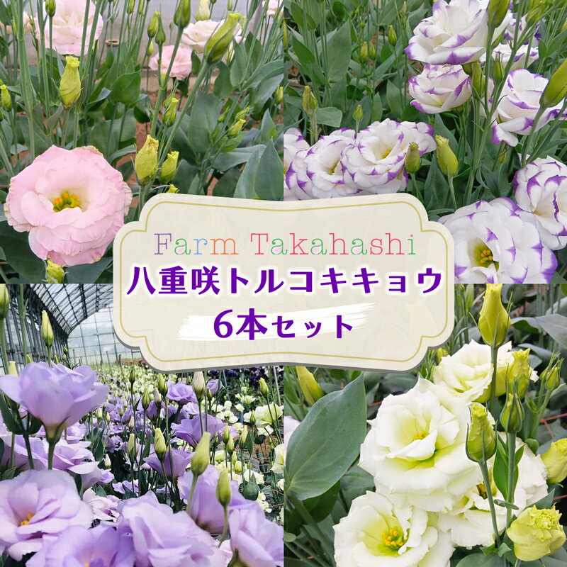 【ふるさと納税】トルコキキョウ 6本『ファームたかはし』｜花 生花 フラワー アレンジメント 大輪 長持ち 桔梗 はな お届け インテリア 飾り プレゼント お祝い [0419]