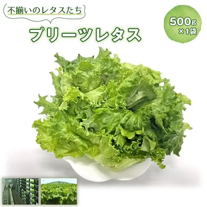 【訳あり】不揃いのレタスたち（プリーツレタス）500g×1袋 No.013