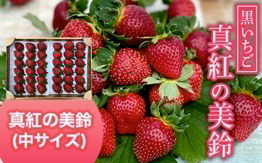 【2026年1月下旬発送開始】黒いちご・真紅の美鈴（中サイズ） ふるさと納税 いちご 苺 イチゴ 千葉 大網白里市 送料無料 AB003