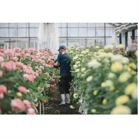 ホシファーム　届いた姿でそのまま飾れるスタンディング薔薇ブーケ　ルージュ12本_花・観葉植物  花 _【配送不可地域：離島】【1465220】