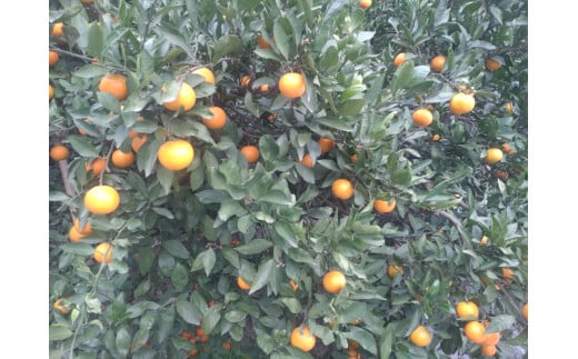 【周防大島産】石地みかん（中生種）5kg
