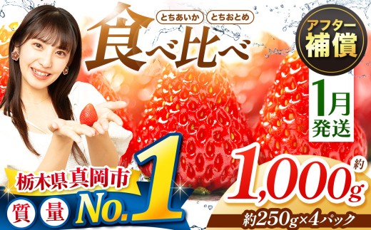 【先行予約】【1月発送】いちご とちおとめ・とちあいか 1000g 食べ比べ セット |苺 イチゴ 甘い 人気 送料無料 栃木県  真岡市