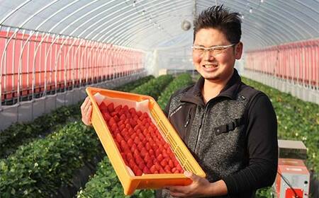 いちごの県フレッシュいちご 大ちゃん農園のいちご(とちあいか)290g×2パック いちご イチゴ 苺 デザート フルーツ 果物 くだもの 果実 食品 F7Z-1718