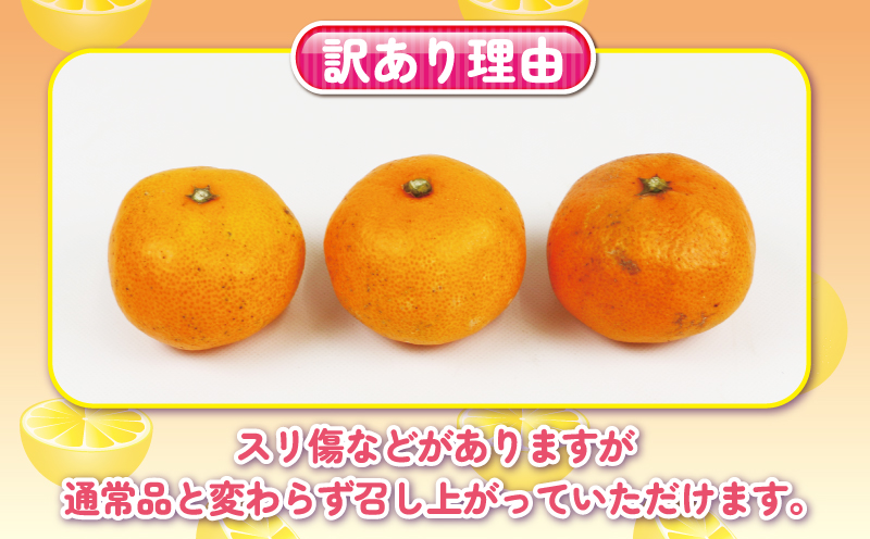 完熟みかん 訳あり 完熟 みかん 早生みかん 10kg 杉本屋 先行予約 完熟 温州みかん みかん ミカン mikan 早生 温州 蜜柑 みかん 果物 くだもの フルーツ 愛媛みかん 愛媛ミカン 愛媛