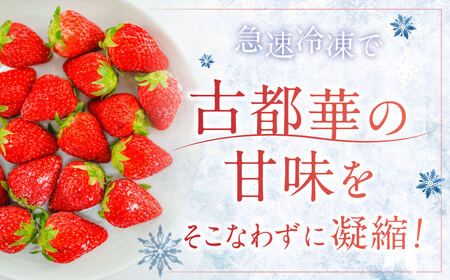 【数量限定】古都華 の 冷凍いちご（古都華） 大ちゃんの厳選 いちご 苺 奈良ブランド苺 イチゴ ブランド 古都華 大粒 苺 旬 産地 直送 フレッシュ フルーツ 果物 国産 ベリー 冷凍　 人気苺 