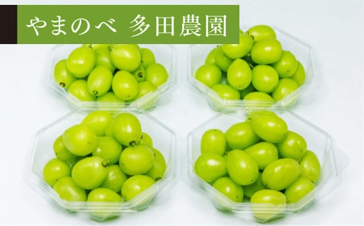 
            ≪2025年 先行予約≫シャインマスカット ダイヤパック250gｘ4パック やまのべ多田農園のぶどう  マスカット ぶどう ブドウ 葡萄 デザート フルーツ 果物 くだもの 果実 食品 山形県 F2Y-5434
          