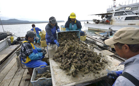 福岡県糸島産 殻付き牡蠣 生食可 1.5kg(18粒前後) 糸島市 / 日進丸 牡蛎 カキ[AWA011]