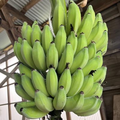 ふるさと納税 座間味村 【2025年7月から順次発送】慶良間諸島の自然味覚 アップルバナナ 2kg |  | 03