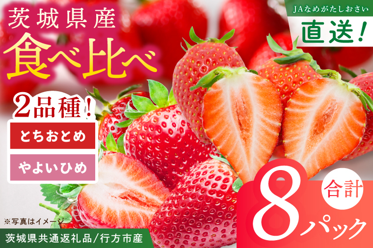 いちご とちおとめ やよいひめ イチゴ 苺 食べ比べ JAなめがたしおさい直送 大粒 酸味 甘さ 減農薬 果物 フルーツ 冬 旬 【茨城県共通返礼品/行方市産】【先行予約｜2026年1月上旬より順次発送】(96-12)
