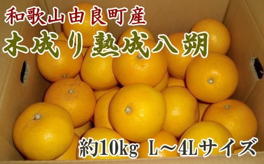 【産直】 和歌山 由良町 産の 木成り熟成 八朔 10kg （L～4Lサイズをお届け）/果物 フルーツ 柑橘 みかん ※2027年3月中旬～4月中旬頃順次発送（お届け日指定不可）【tec876B】