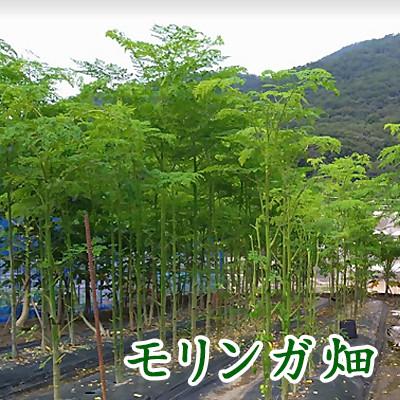 ふるさと納税 上郡町 上郡の里保湿オイル[60ml] |  | 01