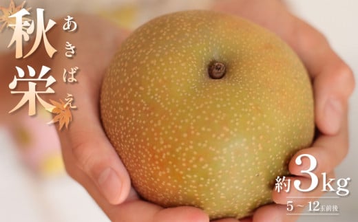 先行予約 秋栄（あきばえ）3kg｜鳥取 果物 くだもの フルーツ なし 梨 和梨 旬 数量限定【41034】