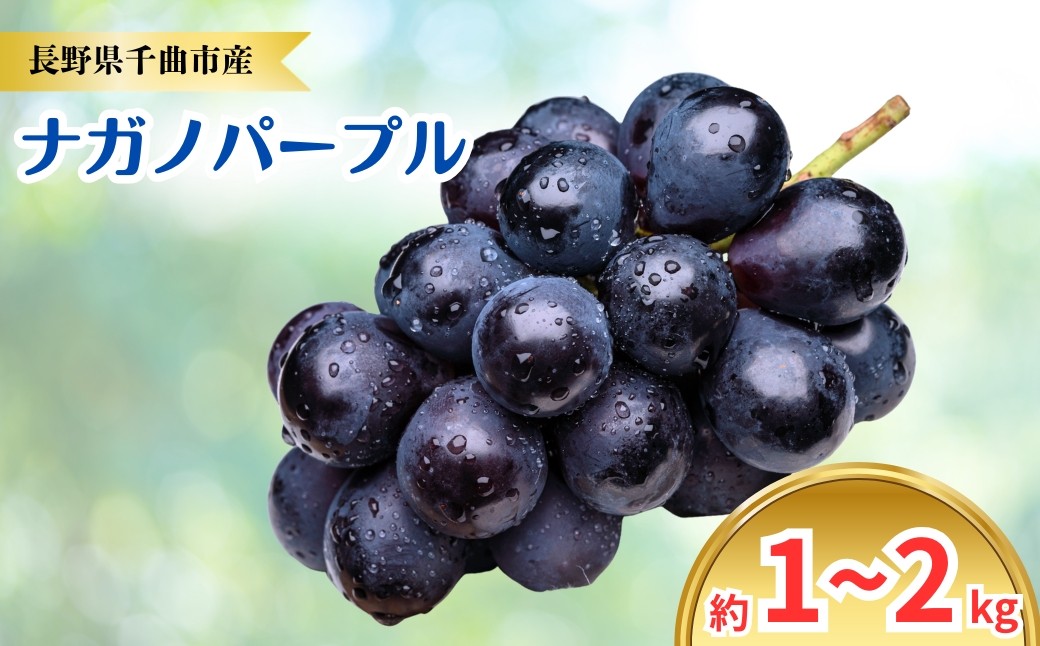 
                  【2026年先行予約】ナガノパープル 約1~2kg｜ぶどう 大粒 白ぶどう 種無し 皮ごと 信州 長野県 千曲市
                