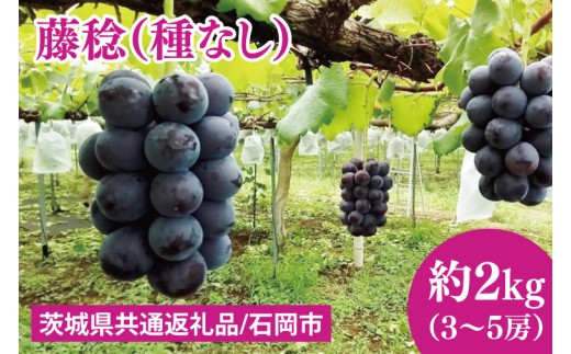 【2026年7月下旬～8月中旬発送】藤稔（種なし）約２kg（３～５房）【茨城県共通返礼品/石岡市】【ぶどう 葡萄 フルーツ 果物 くだもの 水戸市 茨城県】（MF-8）