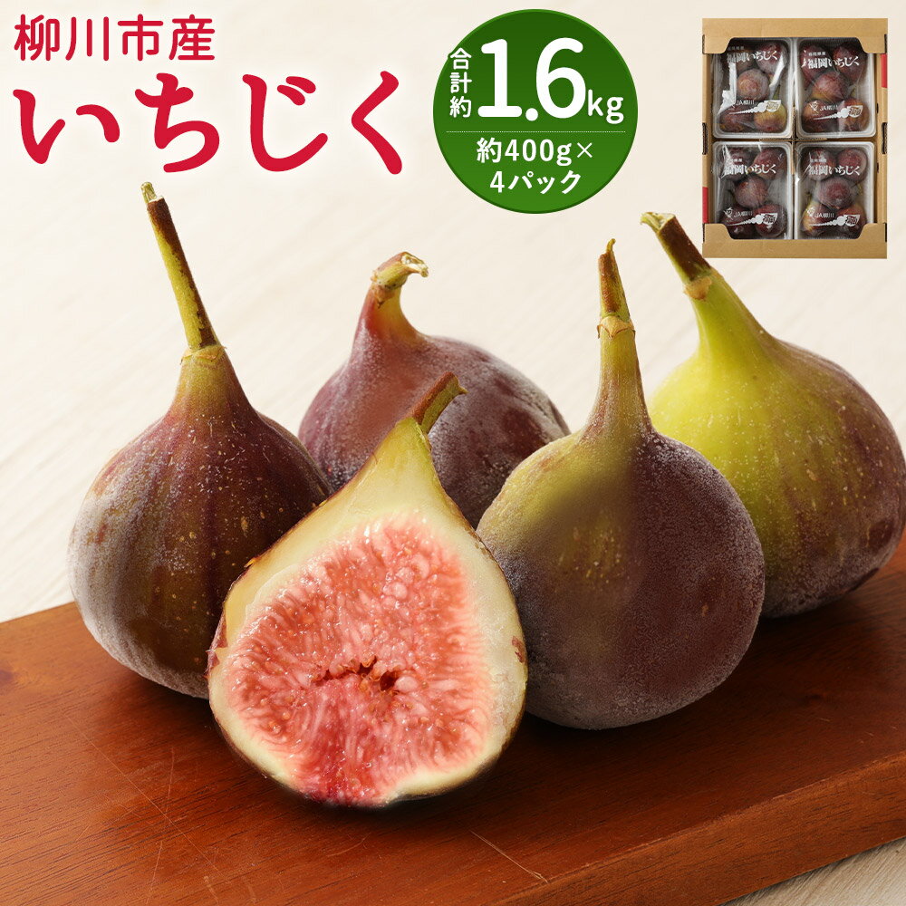 【ふるさと納税】事前受付 いちじく 約400g×4パック 合計約1.6kg 無花果 フルーツ 果物 先行予約 福岡県産 冷蔵 送料無料【2025年8月上旬～9月上旬に順次発送予定】