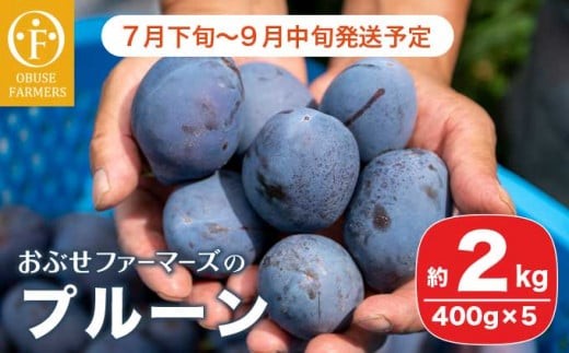 プルーン 約2kg ［おぶせファーマーズ］果物 フルーツ 生プルーン 産地 直送  クール便 冷蔵便 長野県産 信州産 令和8年産 【2026年7月下旬～9月中旬発送】 ［F-21］