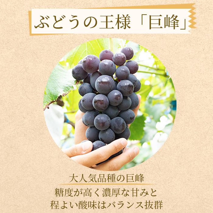 ぶどうの王様 農家直送 朝採り 濃厚 巨峰 約2kg【先行予約】 AO024_イメージ3