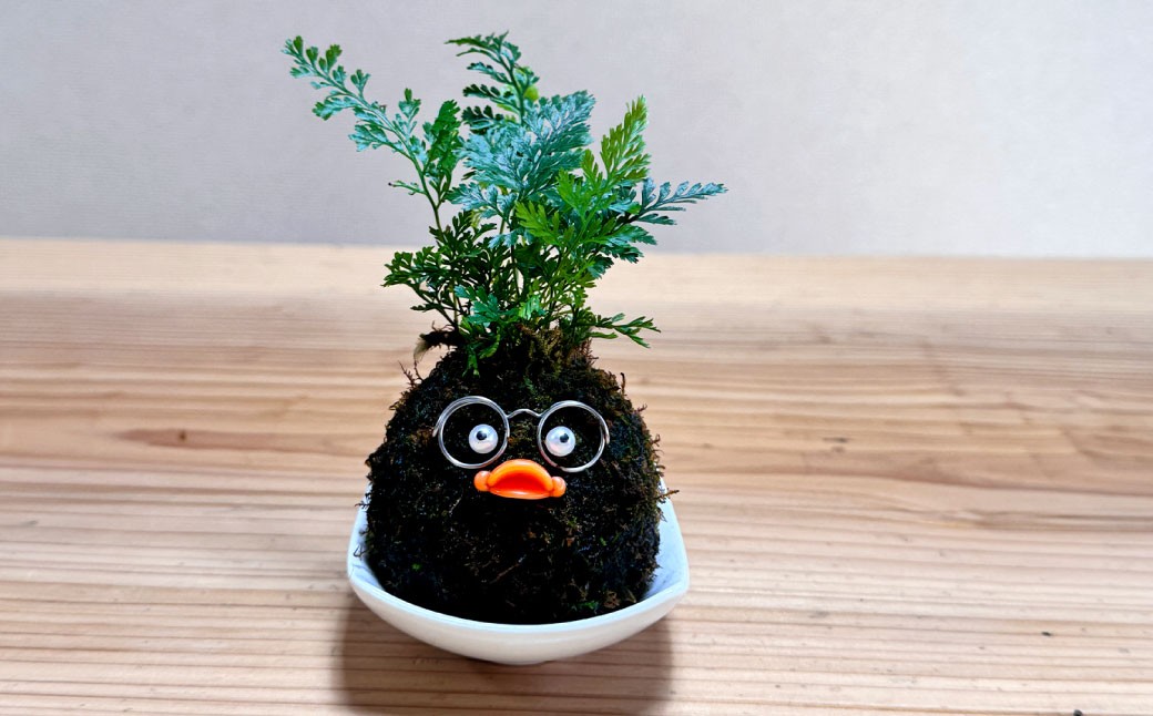 ほっこり 苔玉こけだまこっこちゃん