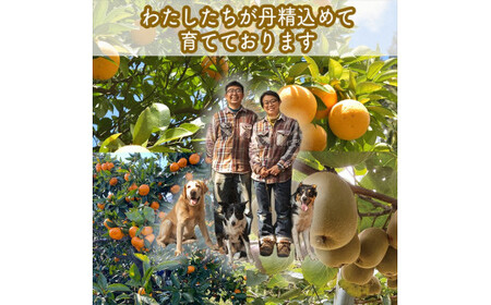 スイスで加工品を学んだ農家が作った『手づくりごっくんゼリー』 おまかせ20本セット 130ml みかん 甘夏 キウイ【 家庭用 自宅用 贈答品 贈答用 ギフト お取り寄せ お中元 お歳暮 贈り物 お祝