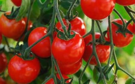 《令和6年産先行受付》山形県産高糖度ミディトマト【シンディスィート】 2kg FSY-0011