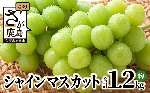 
            シャインマスカット 約1.2kg 2～3房 ご家庭用 佐賀県産 【先行予約 2026年8月上旬以降発送】| シャインマスカット 2026 シャイン マスカット ぶどう 葡萄 ブドウ 果物 フルーツ 果実 季節 旬 冷蔵 期間限定 国産 佐賀県 鹿島市 人気 ランキング フルーツ おすすめ B-658
          