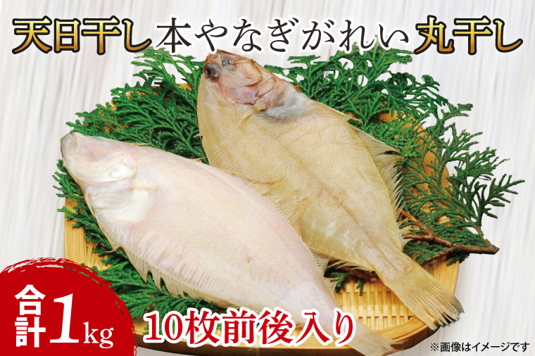 
            天日干 本やなぎがれい干 1kg（AI104）
          