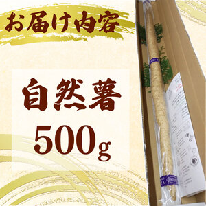 【予約受付】 自然薯 500g じねんじょ 山芋 ヤマイモ 山いも とろろ とろろ汁 国産 滋養強壮 強壮 とろろご飯 ご飯のお供 美味しい おいしい 自宅用 家庭用 贈答用 贈答 贈り物 ギフト や
