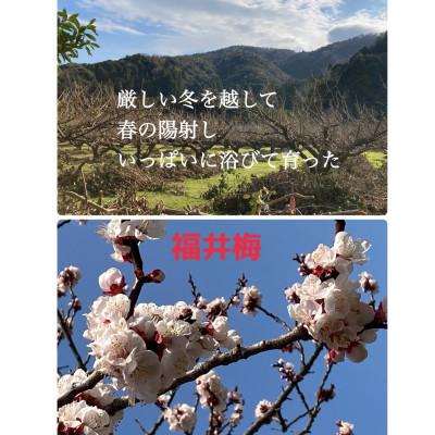 ふるさと納税 若狭町 冷凍完熟梅(福井梅)1kg |  | 01