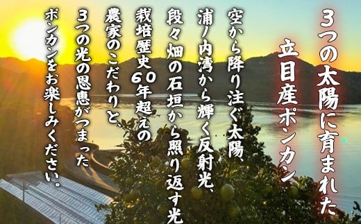 【早期予約開始】 1月中旬より順次発送 ポンカン 立目 秀品 贈答用 5kg 2L サイズ 冬 フルーツ 果物 立目産 ブランド 柑橘 2026年 収穫分 蜜柑 みかん ギフト 贈答 プレゼント 高知
