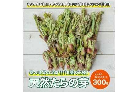 1168　【山菜の王様】採れたて天然たらの芽約300g+オマケ1種