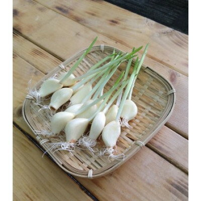 【ふるさと納税】泉ヶ岳名産元気にんにく200g×3パック【配送不可地域：離島】【1483160】